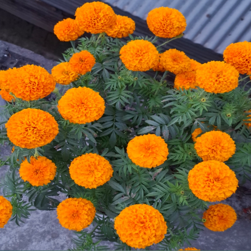 ফুল ১৪