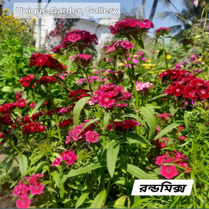 ফুল ৭