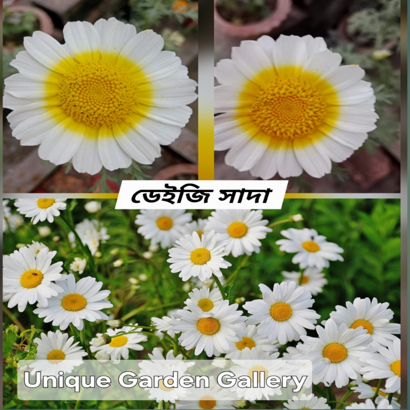 ফুল ৩