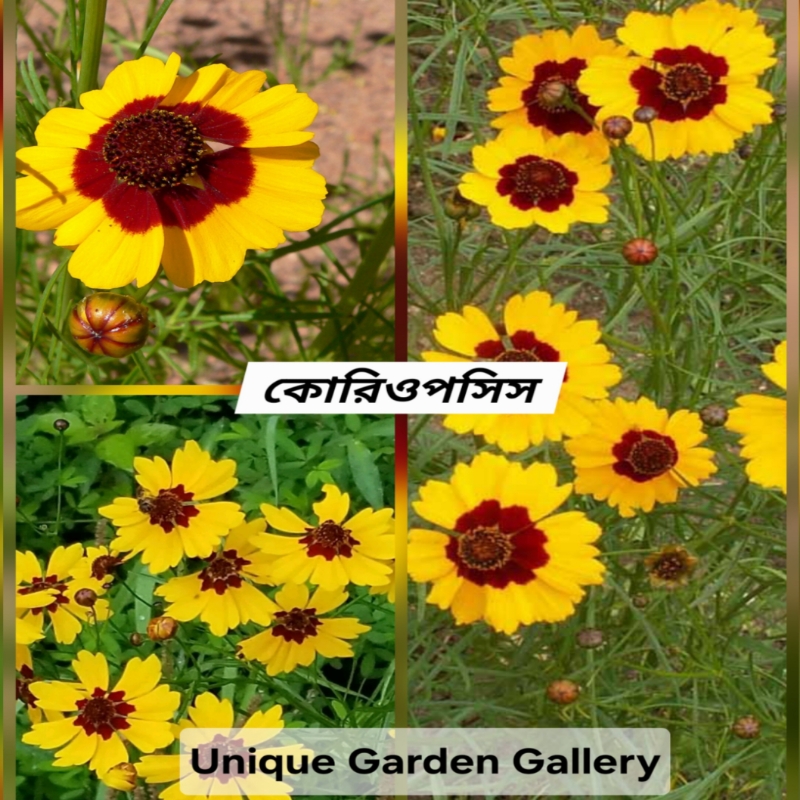 ফুল ১২
