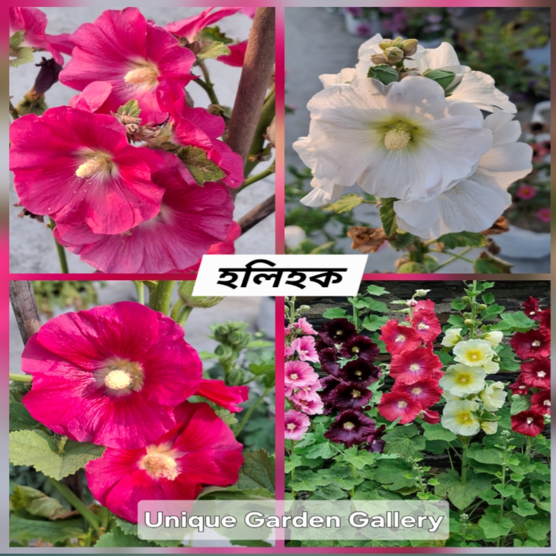 ফুল ১৮