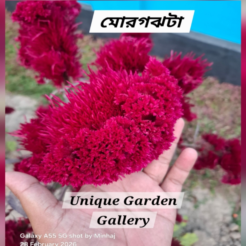 ফুল ১৬