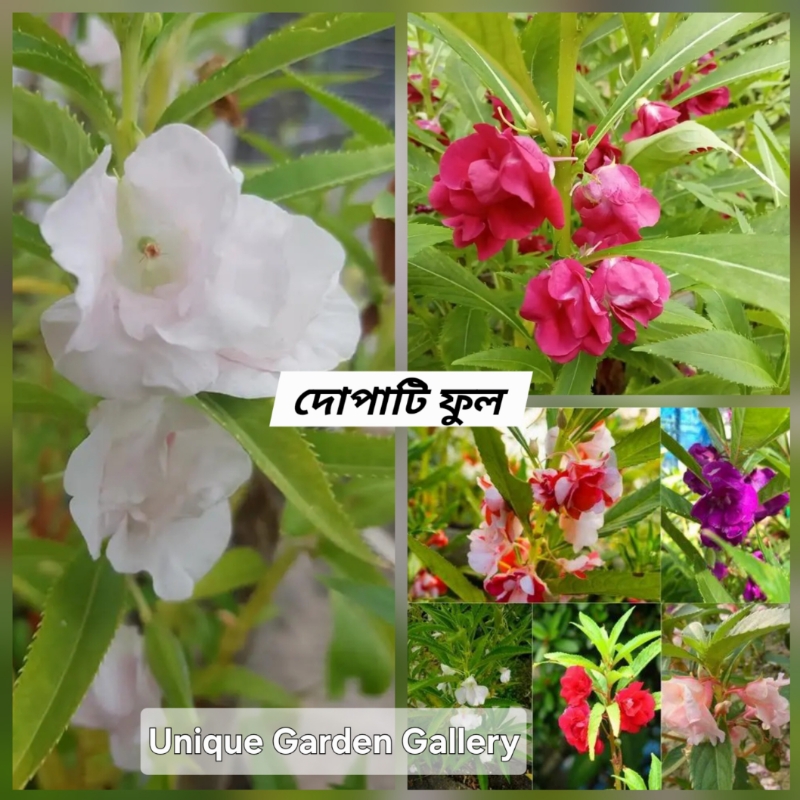 ফুল ১০