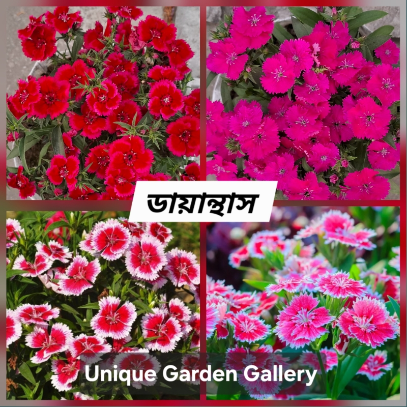 ফুল ৮