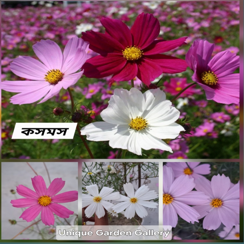 ফুল ১