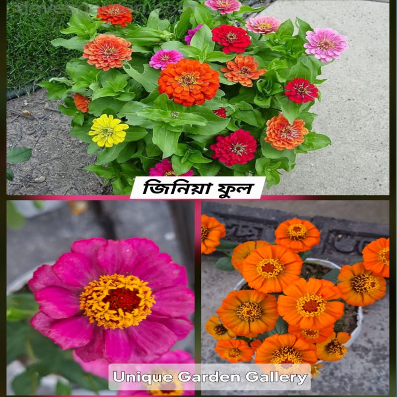 ফুল ৫