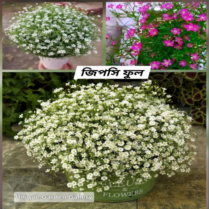 ফুল ২০