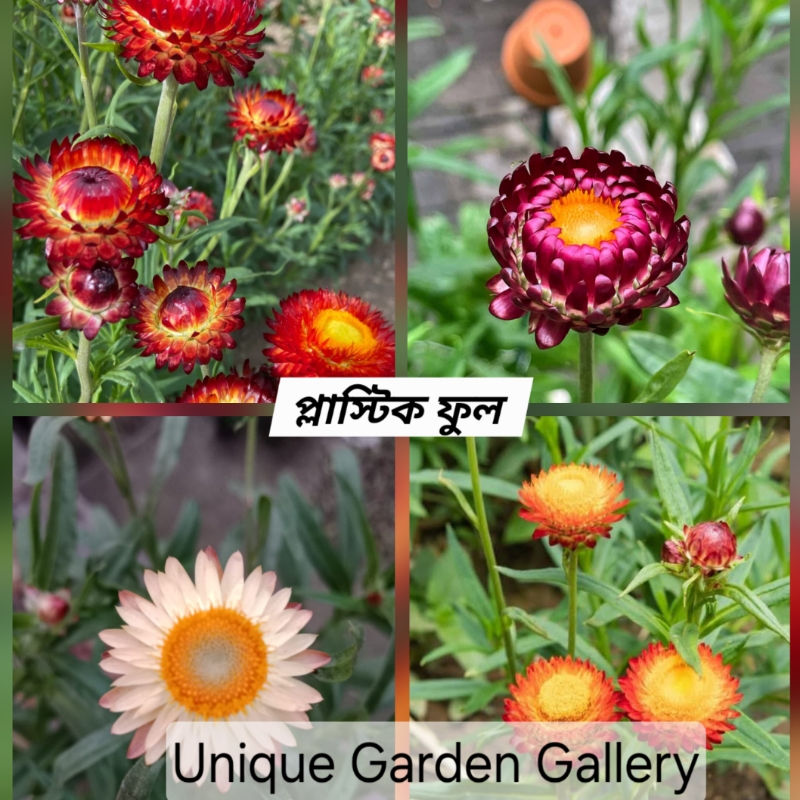ফুল ৪