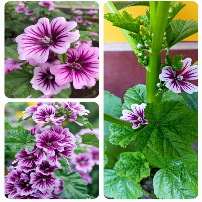 ফুল ১৭