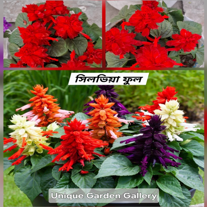 ফুল ৬