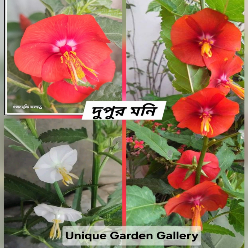 ফুল ১৫