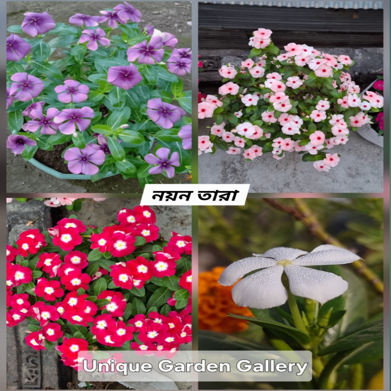 ফুল ১৯